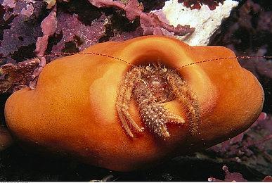 《战锤》系列“头骨”游戏节开启 多款作品最低1折